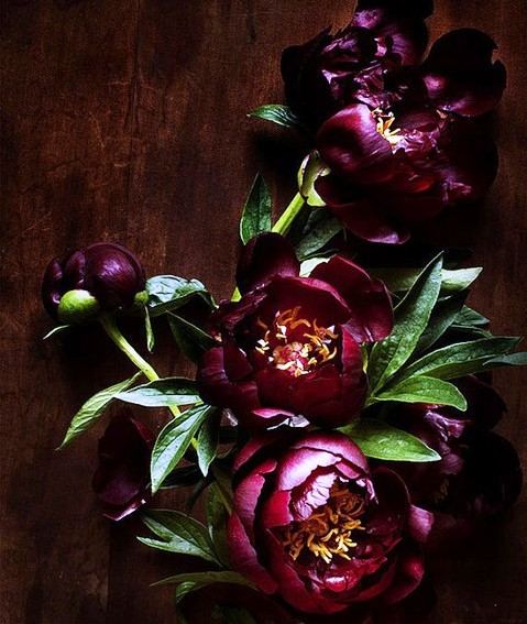 rengarenk çiçek resimleri - Kadınlar Sitesi